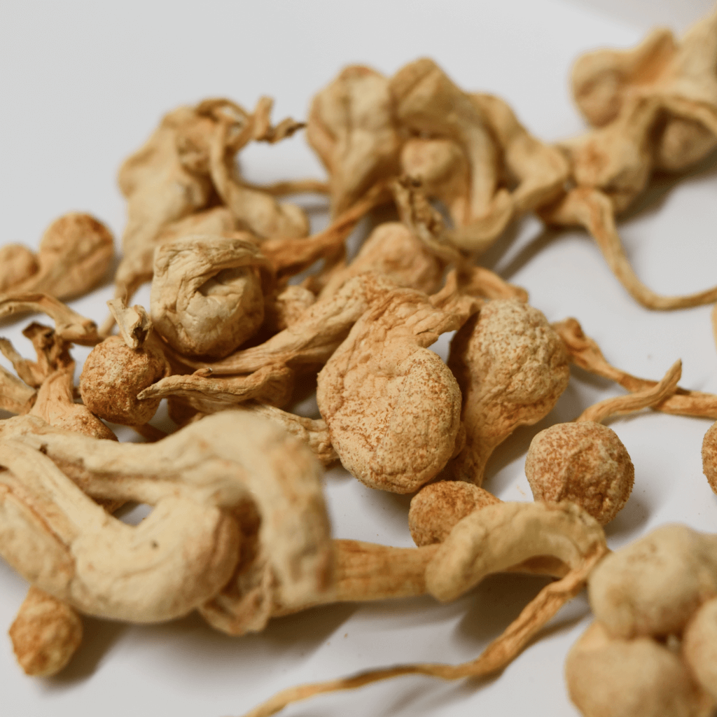 Cordyceps Flower 虫草花 100g